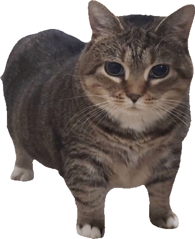Dessi dessi allison