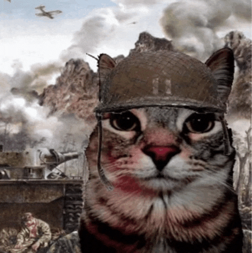 Cat war