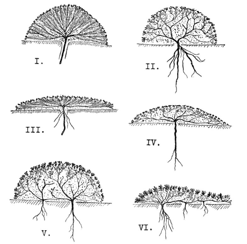 Cushion plants types from Hauri