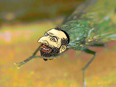 Fly