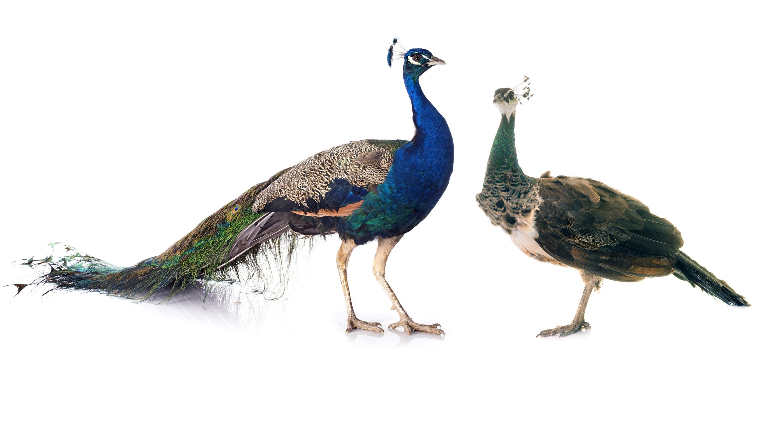 2907381 2768829 peafowl c81b7e9ee1bd425999643fb5f3031c3a