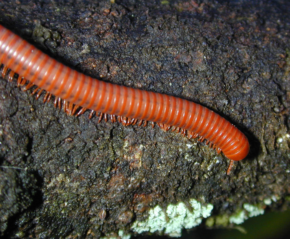 Millipede 241776402