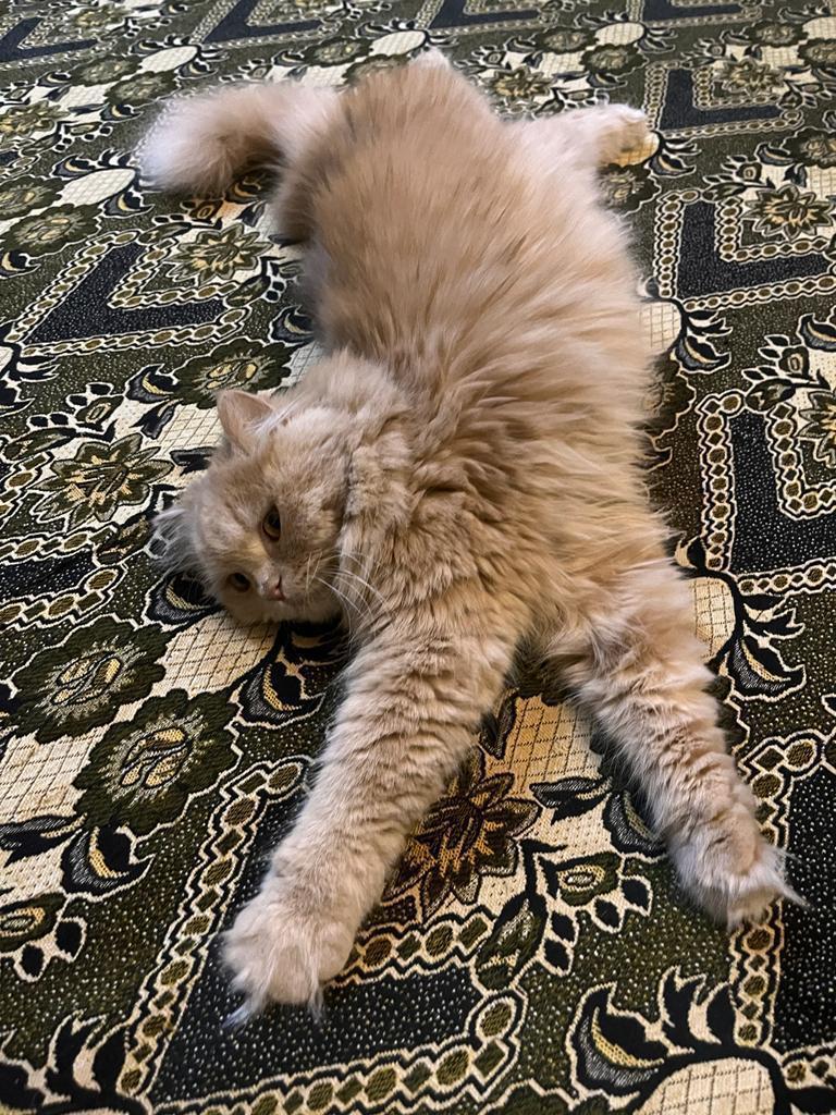 IMG 20241130 122455 530