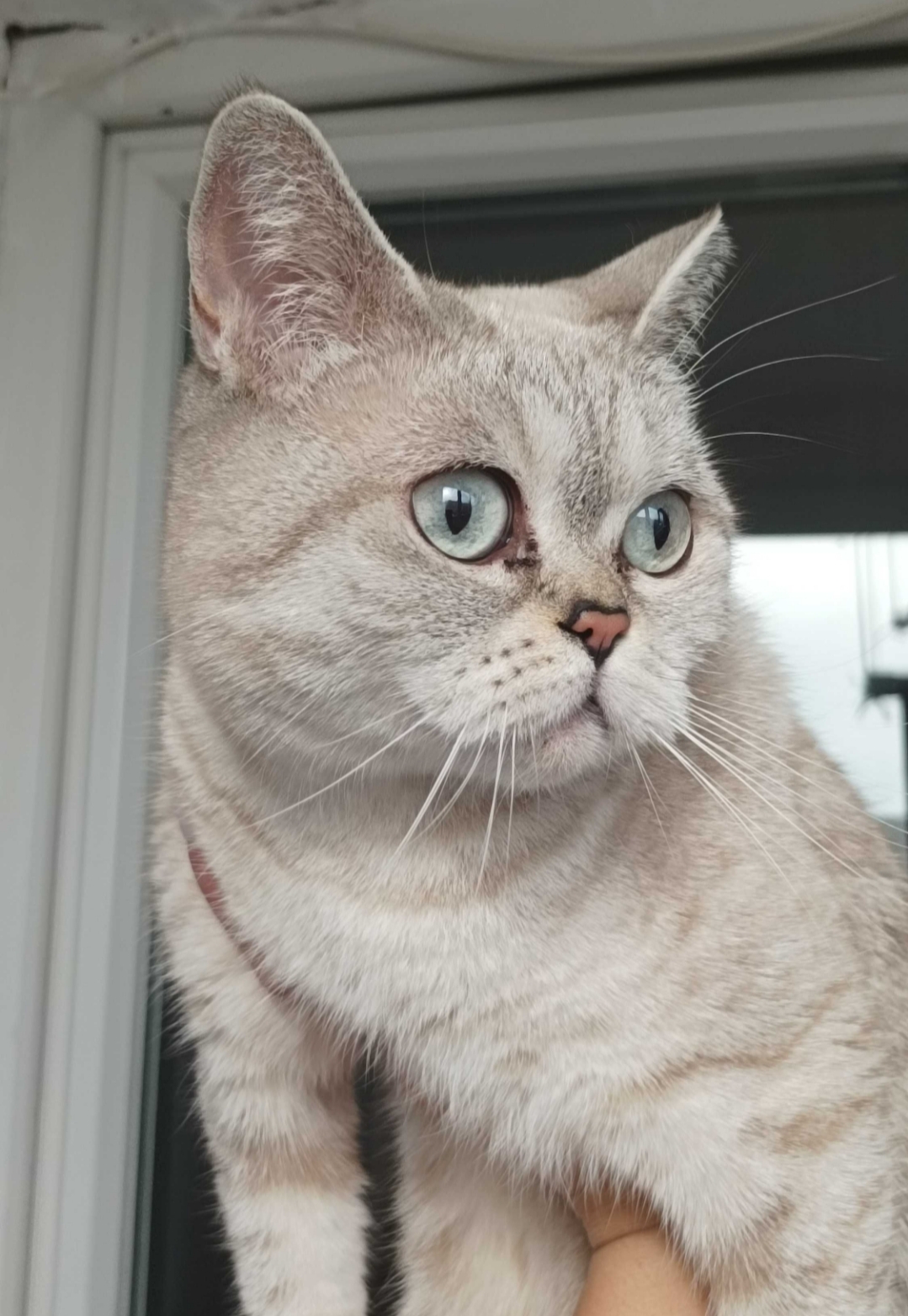 Screenshot 20241226 222145 OLXbg