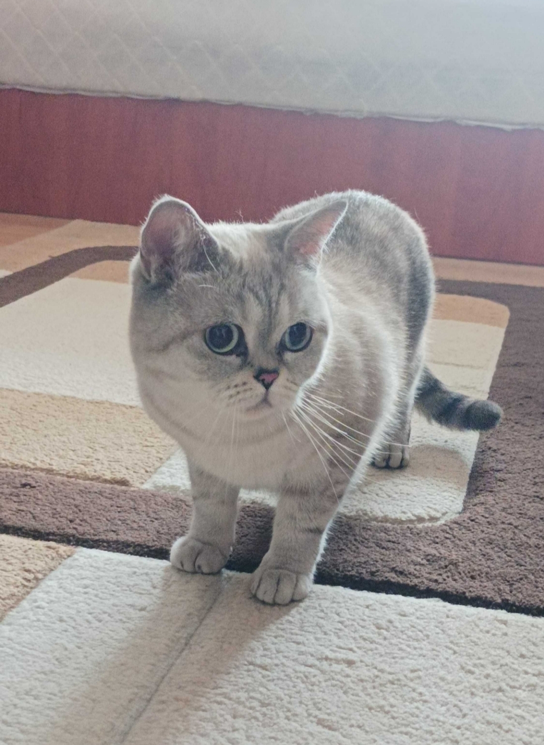 Screenshot 20241226 222133 OLXbg