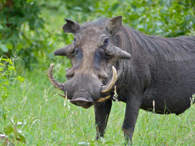Warthog Bernard DUPONT