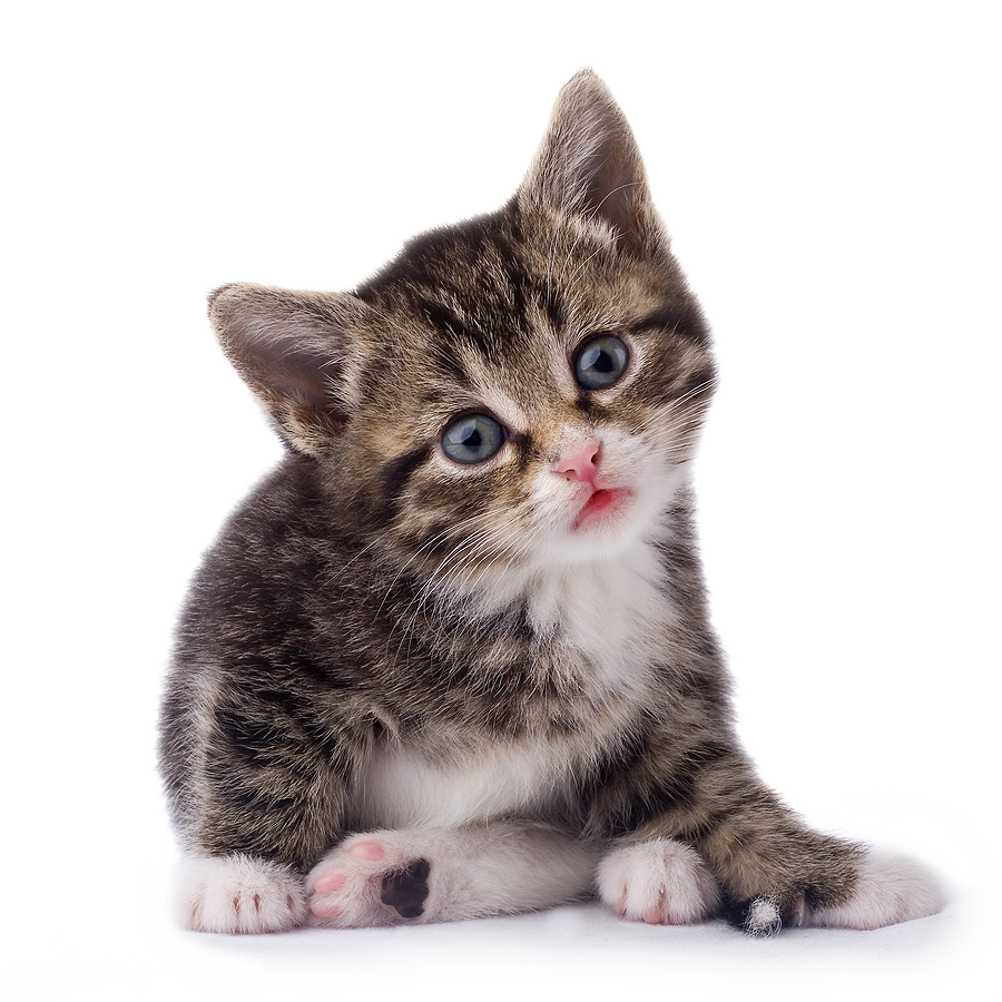 Pngimgcom   cat PNG50533