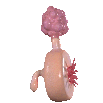Plumbus