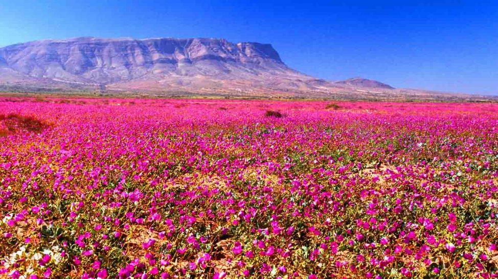 Chile world travel awards 974x547