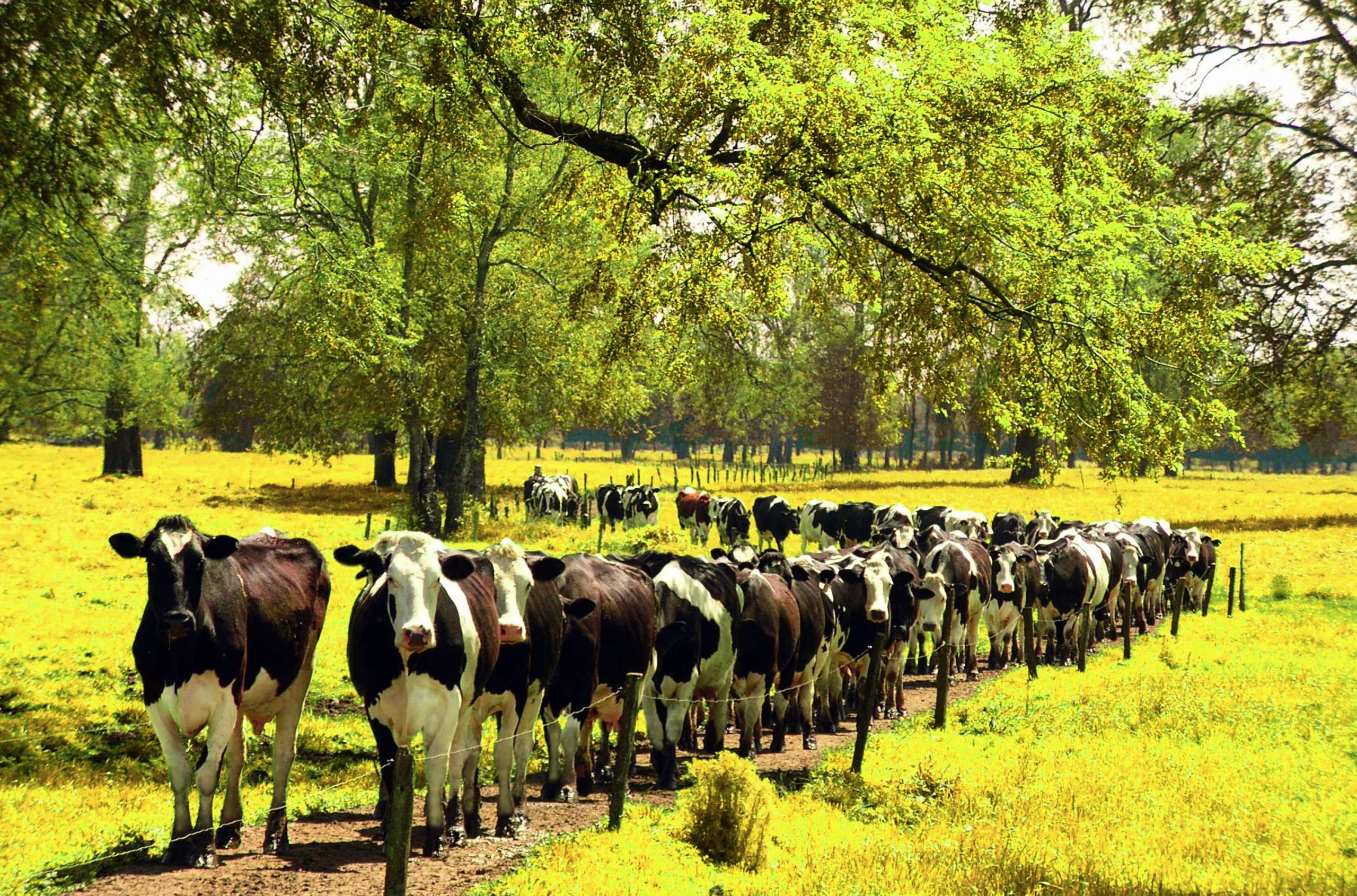 Campos del sur de Chile scaled
