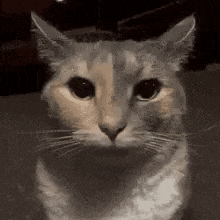 Staring cat mewing cat