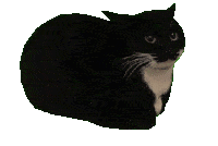 Cat spinning