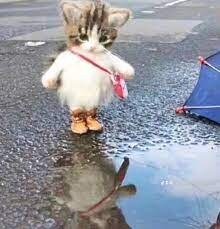 Cute cat in boots and purse 11zon