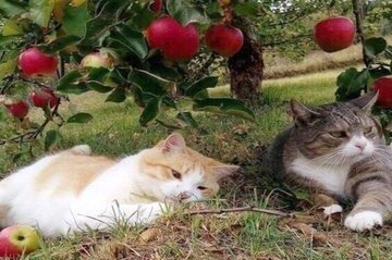 Cats under apple tree 11zon