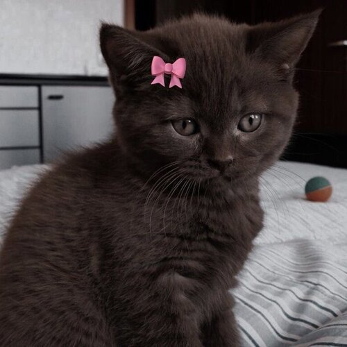 Cute black cat 11zon