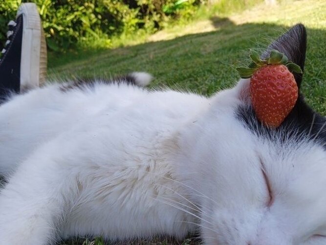 Cat with strawberry 11zon