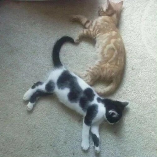 Cats make heart 11zon