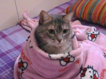 Cat with hello kitty wrapped around 11zon
