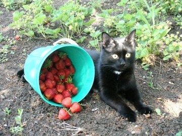 Cat with strawberries 11zon