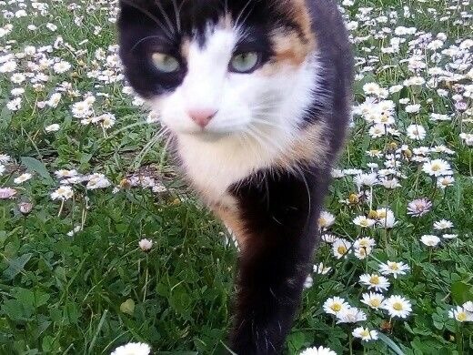 Cat walking with dilly 11zon