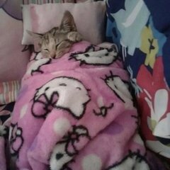 Cat in hello kitty blaknet 11zon