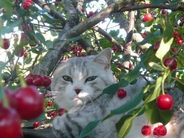 Cat in vherry tree 11zon