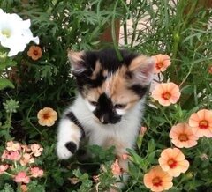 Cat around flowers 11zon