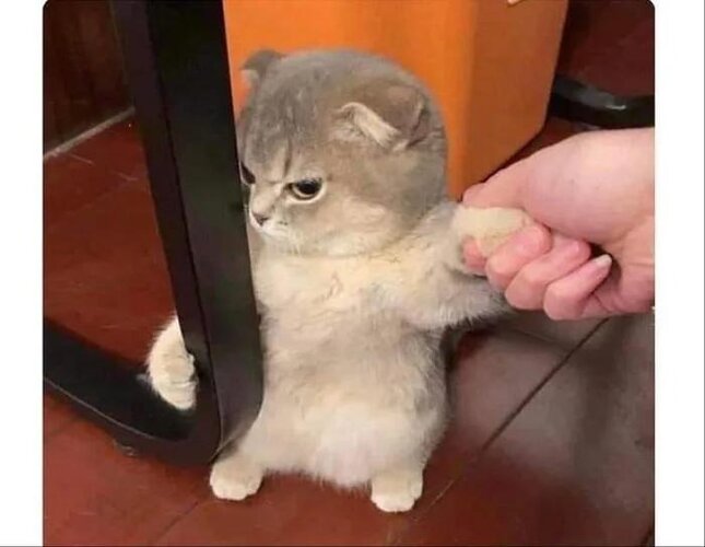 Cat angry 11zon