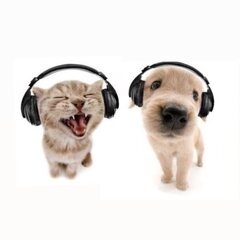 Cat and dog listening to music 11zon