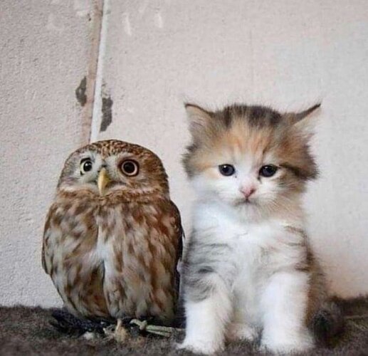 Cat and owl 11zon
