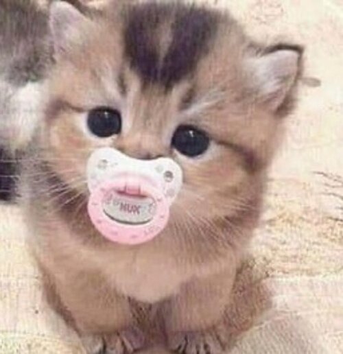 Baby cat 11zon
