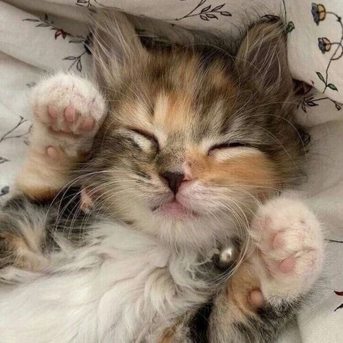 Cute cat