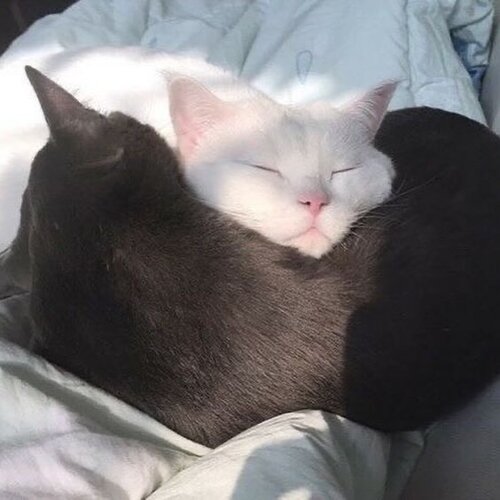 two cats cuddle_11zon.jpeg