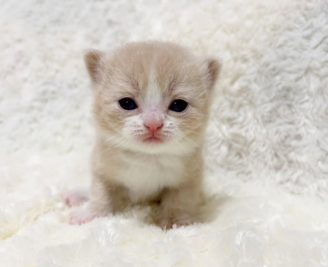 IMG 20250206 234607 968