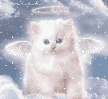 Cat cute