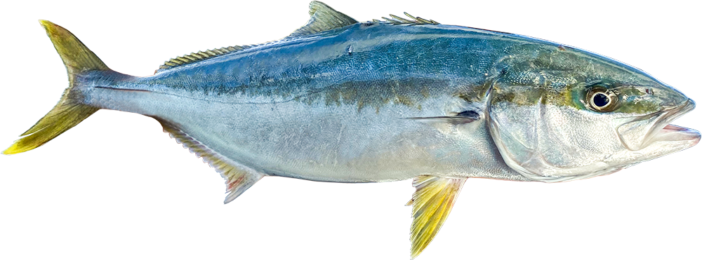 64e6d45f8091e95a251b2df6 Kingfish
