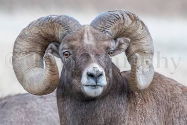 431C159C 1891 4CA7 BB21 05C72C37E30D