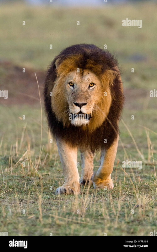 lion-panthera-leo-male-with-dark-mane-noche-masai-mara-game-reserve-kenya-vulnerable-species-W...jpg