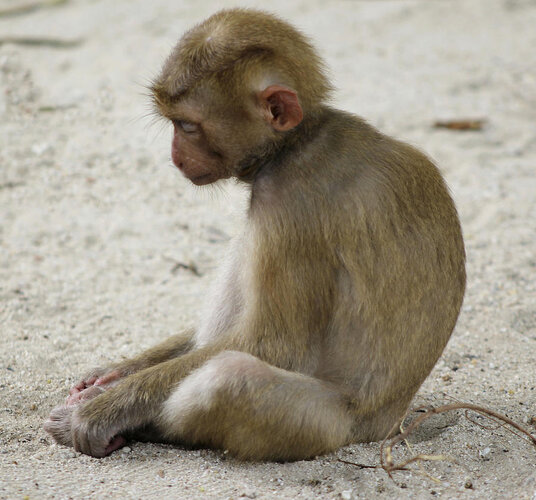 4623392_sad-monkey-lori-silcox.jpg