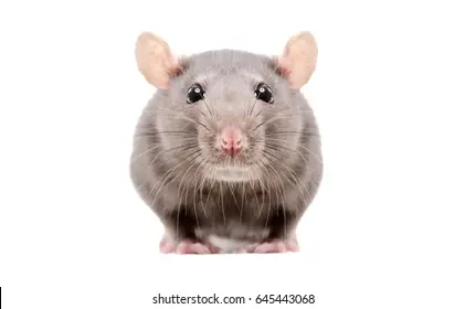 portrait-curious-gray-rat-isolated-260nw-645443068.webp