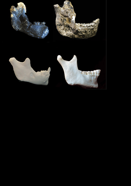 Comparison of ramal morphology in four mandibles not shown to scale Upper juvenile