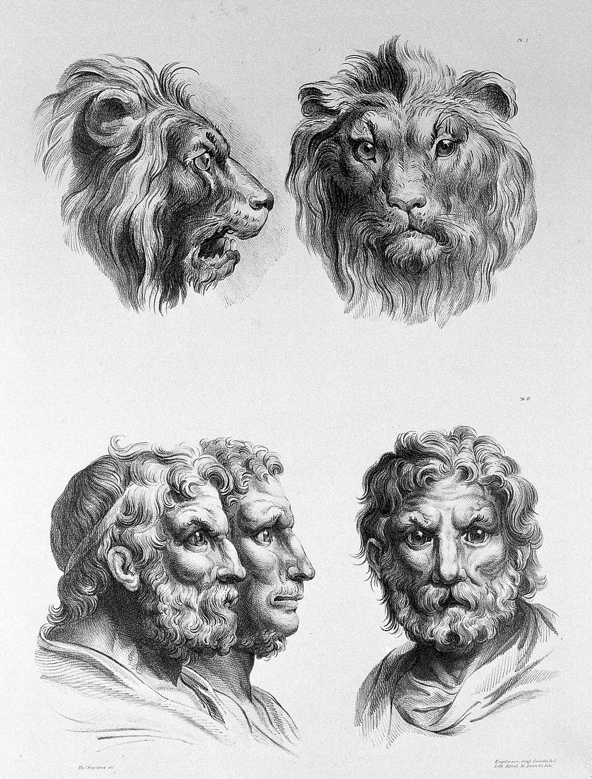1200px The relation between the human physiognomy and that of the Wellcome L0010074