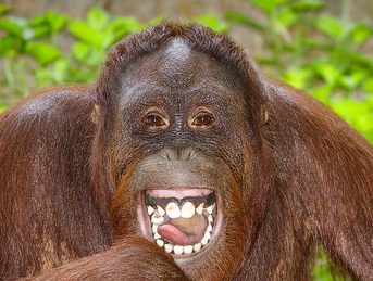 Screenshot 2025 03 15 at 02 36 45 orangutan at DuckDuckGo
