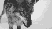 Wolf snarl