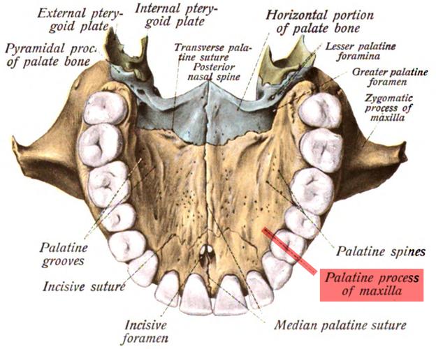 Sobo_1909_100_-_Palatine_process_of_maxilla.png