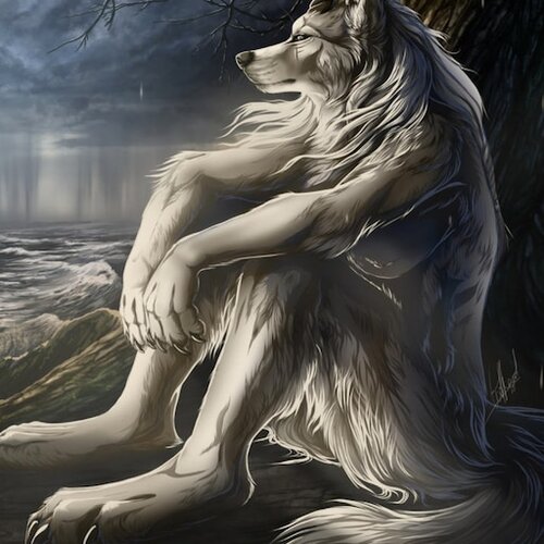 lonely wolf.jpg