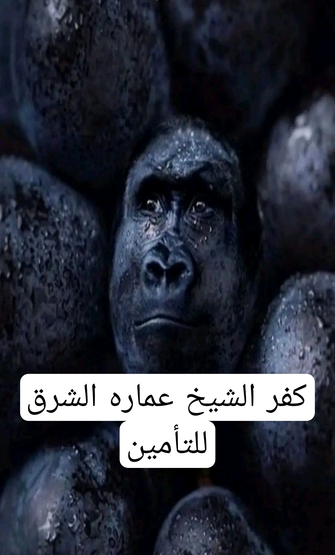 Picsart 25 01 01 19 56 53 003