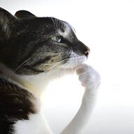 15753