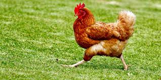 Most Popular Chicken Breeds | Nature's Best Organic Feeds