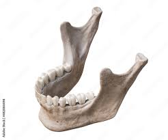 Canvas Wall Art Human mandible or jaw bone with teeth in three-quarter  superior profile view anatomically accurate isolated on white background 3D  rendering illustration, Matthieu | Canvas Prints | Abposters.com